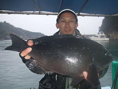 メジナ　４７ｃｍ　１．８２kg　西伊豆町の神戸伸彦様